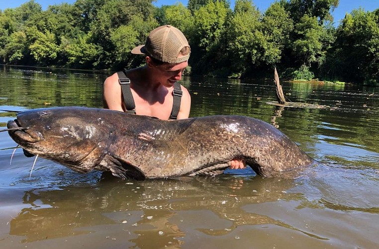 Silure Dordogne
