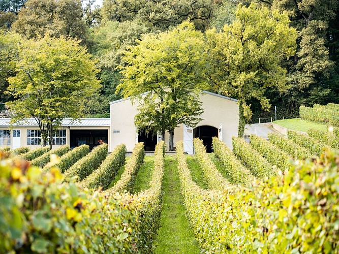 Diusse Château de Diusse @Château Diusse oct 2024 (3)