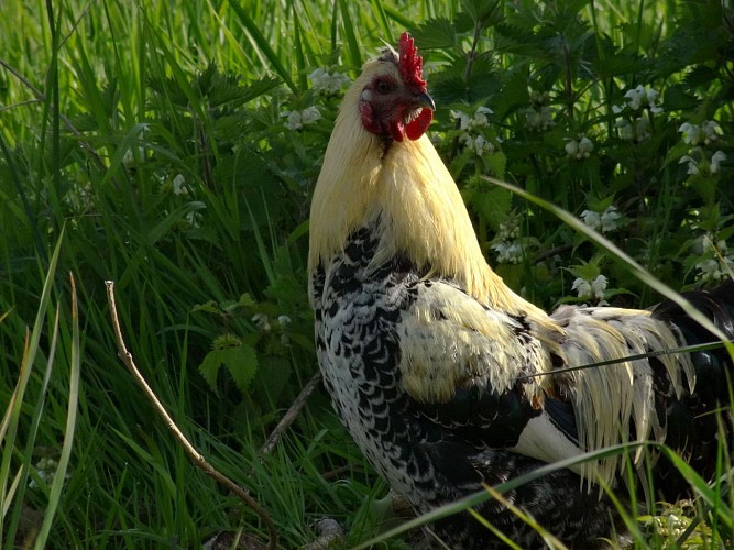 Chambres d'hôtes - Au bois dormant