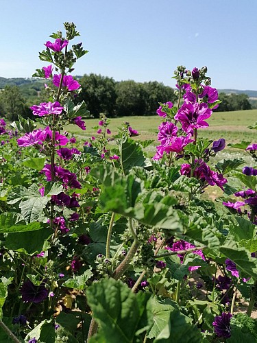 Sem'Arôme - Herbalist