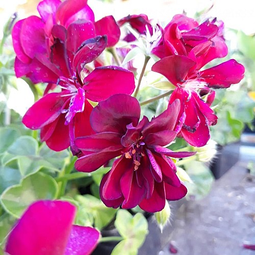 Les Plantes Succulentes