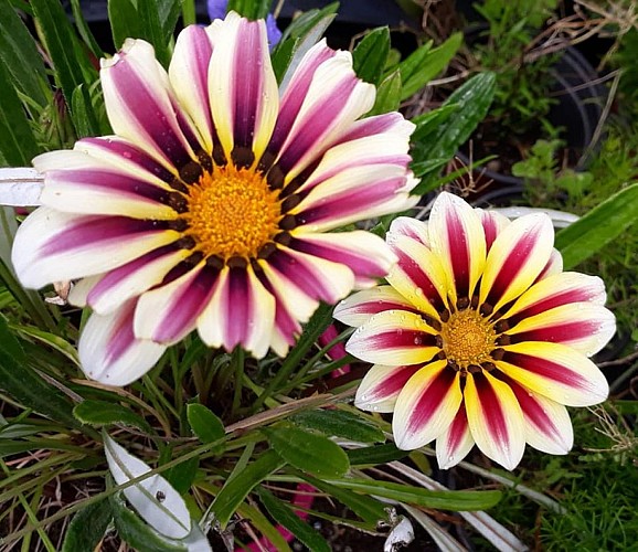 Les Plantes Succulentes