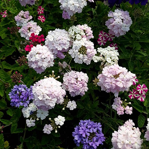 Les plantes succulentes_1