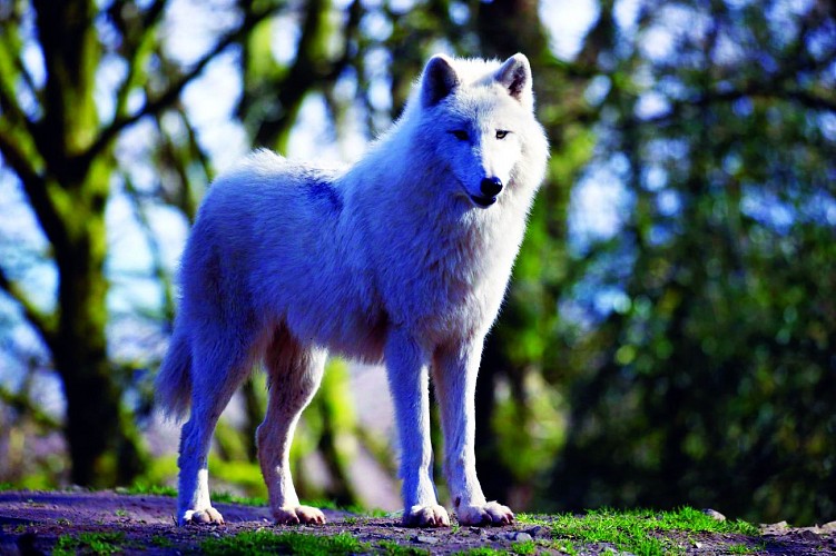 Loup blanc - A Cambien (31)