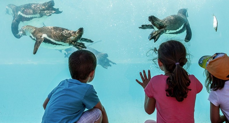 Manchots de Humboldt