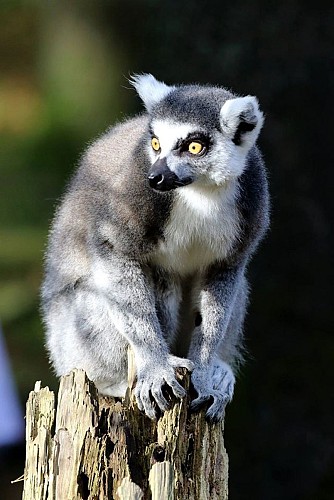 Maki catta -  A Cambien