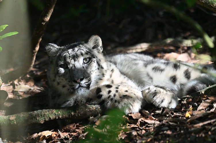 Panthère des neiges- Michael ULSAS