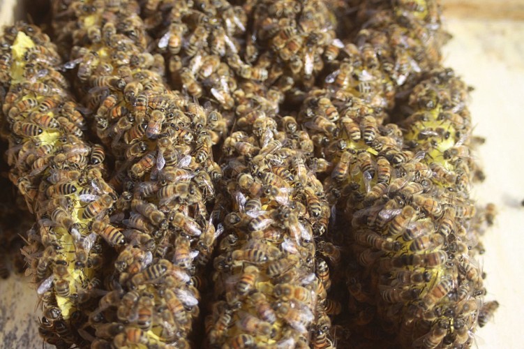 Le Rucher de Lagarde - Beekeepers