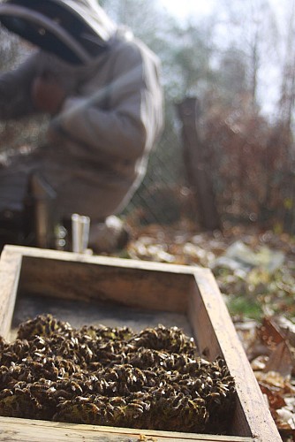 Le Rucher de Lagarde - Beekeepers