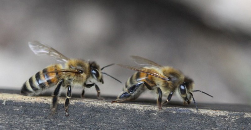 Le Rucher de Lagarde - Beekeepers