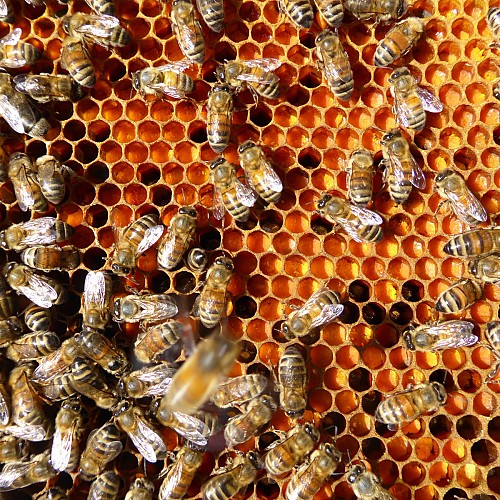 Le Rucher de Lagarde - Beekeepers