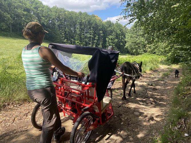 Aux Bergers d'Espradel - Walking with donkeys