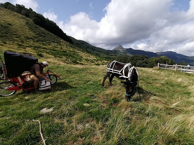 Aux Bergers d'Espradel - Walking with donkeys