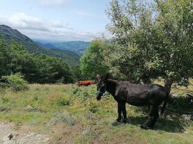 Aux Bergers d'Espradel - Walking with donkeys