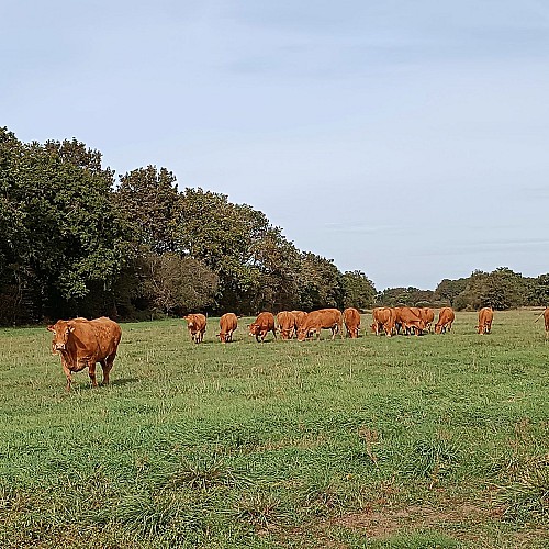 LA FERME DE LA MORICIERE