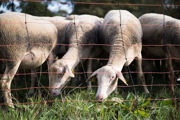 LA FERME DE LA MORICIERE