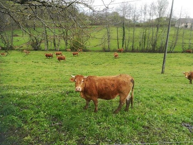 Gitelabellecampagne (10)