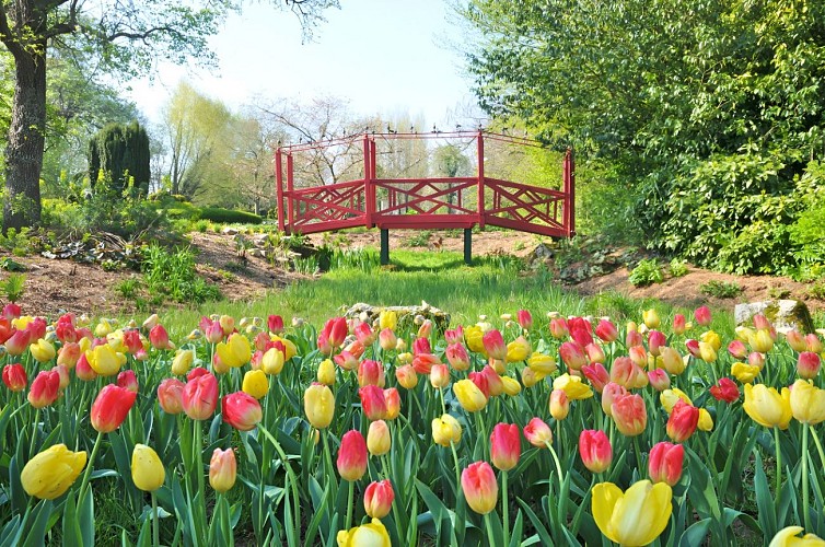 Le Pont Chinois et les tulipes