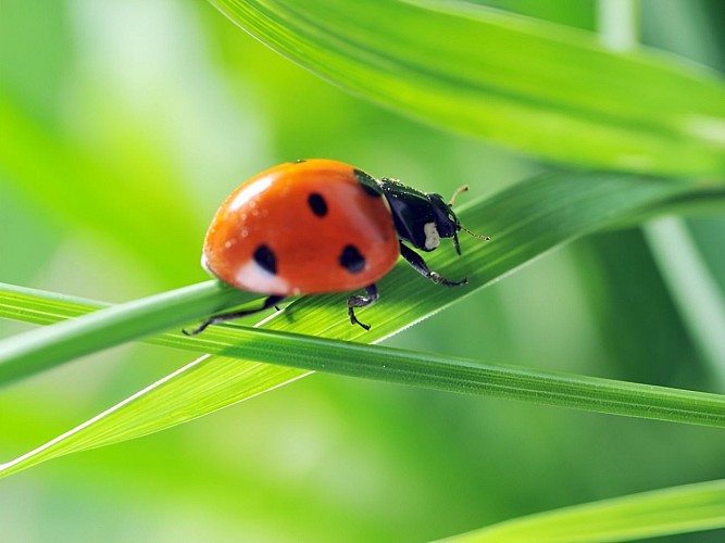 Coccinelle, emblème du jardin botanique de Caen