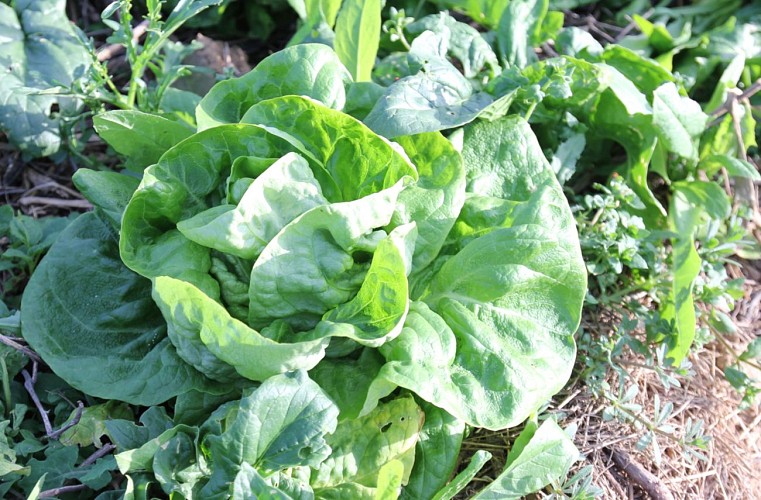 GAEC Le Champ Aux Oiseaux