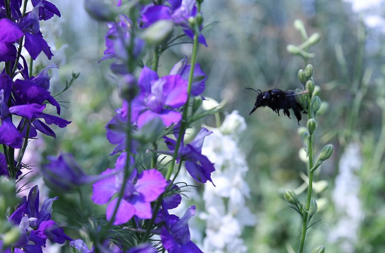 GAEC Le Champ Aux Oiseaux