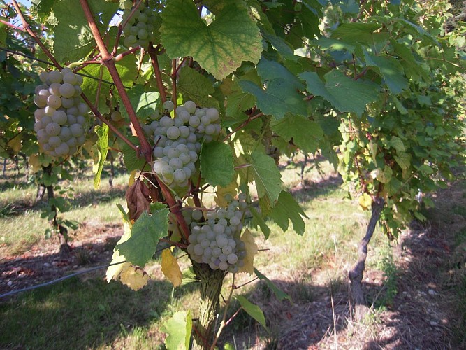 Domaine Francis Demange