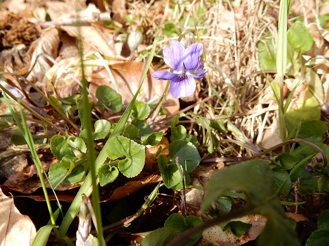 photo_callune_violette