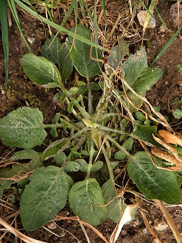 photo_callune_rosette_1