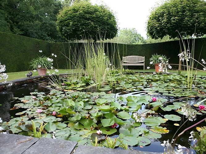 Nympheas à Castillon