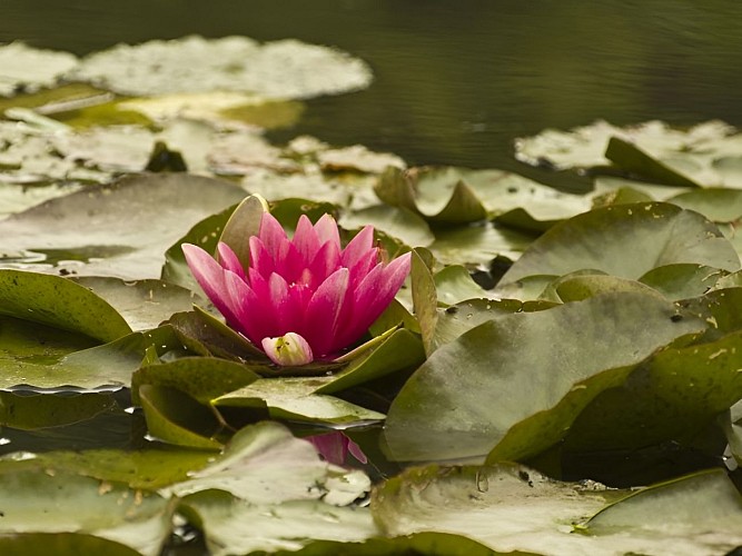 Les Jardins du Pays d'Auge et leur Ecomusée