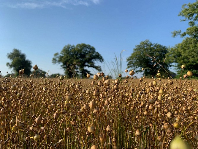 Lin des Pyrénées Graines1