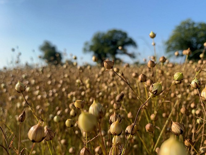 Lin des Pyrénées Graines