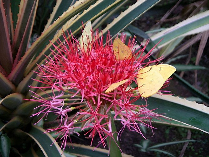 Naturospace, serre equatorial Honfleur