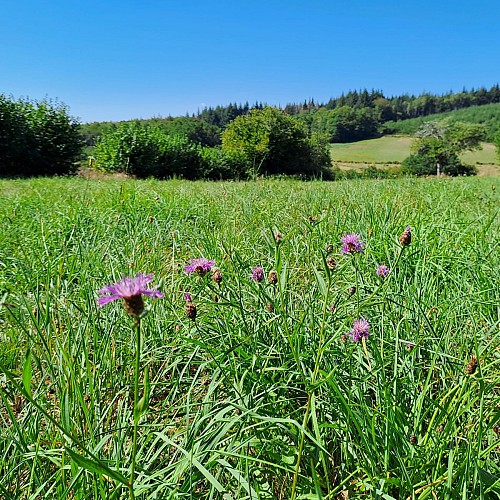 leschaumieresdebrameix prairie-nature