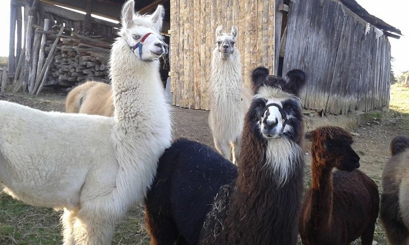 Animal Sanctuary "The Animal Prairie" - Ferme Lamalpapoche