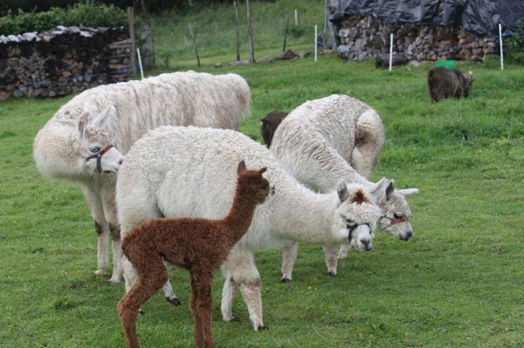 Animal Sanctuary "The Animal Prairie" - Ferme Lamalpapoche