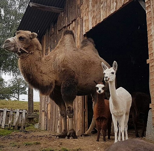 Animal Sanctuary "The Animal Prairie" - Ferme Lamalpapoche