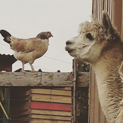 Animal Sanctuary "The Animal Prairie" - Ferme Lamalpapoche