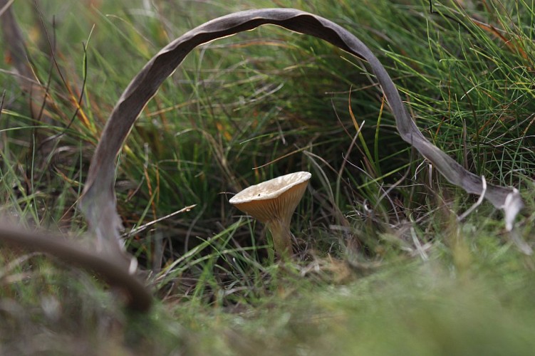 Hygrophoropsis pallida