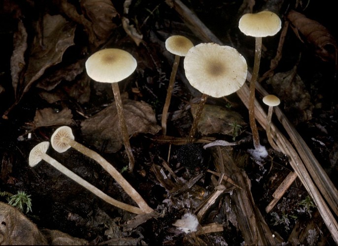 Hypholoma elongatum