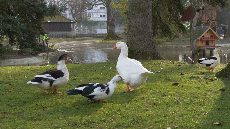Jardin de ville de Voiron