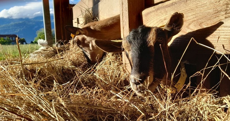 Goat's cheese and walnut sales at Galerne Farm
