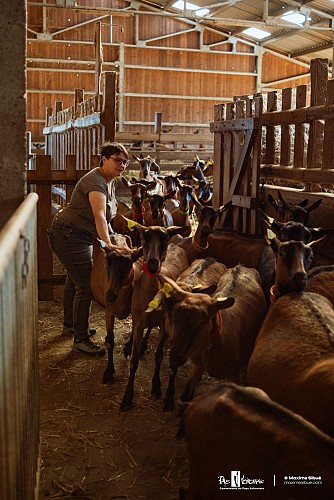 Goat's cheese and walnut sales at Galerne Farm