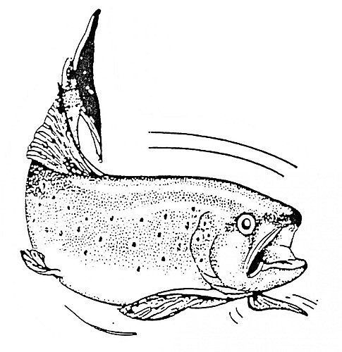 Fischverkauf bei Pisciculture du Moulin