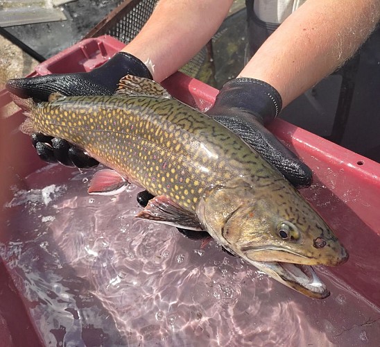 Vente de poissons à la pisciculture du moulin