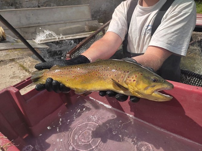 Vente de poissons à la pisciculture du moulin