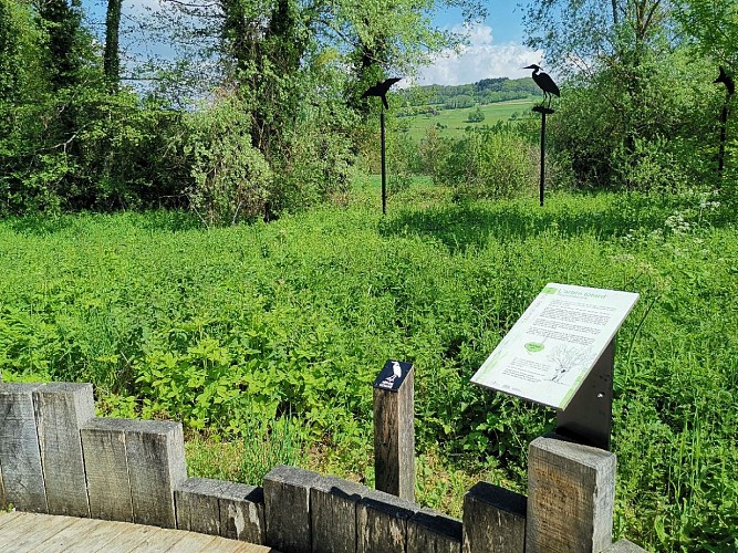 Sumpfgebiet "Marais de la Veronnière" – sensibler Naturraum