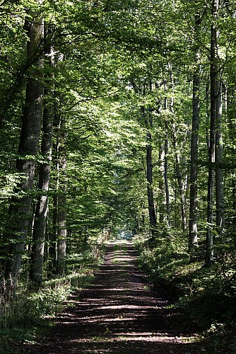 Tourisme_Foret_Domaniale_Dreux_Anet-001