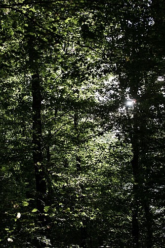 Tourisme_Foret_Domaniale_Dreux_Anet-007