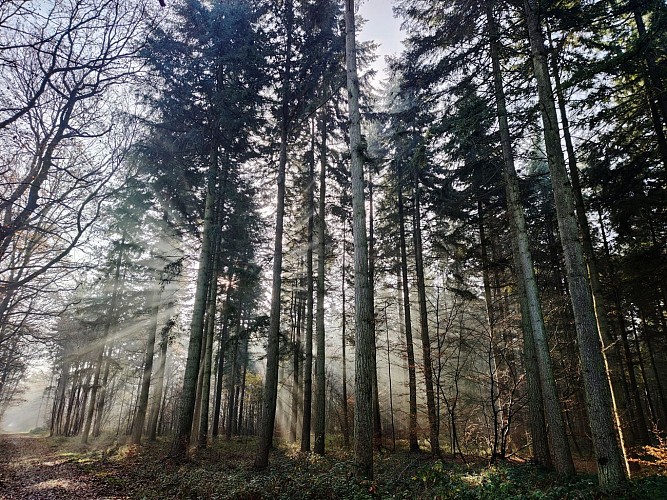 Forêt de Dreux sous la brume